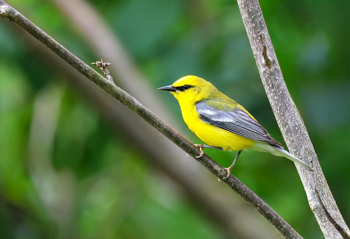 Blue-winged Warbler - ML620609457