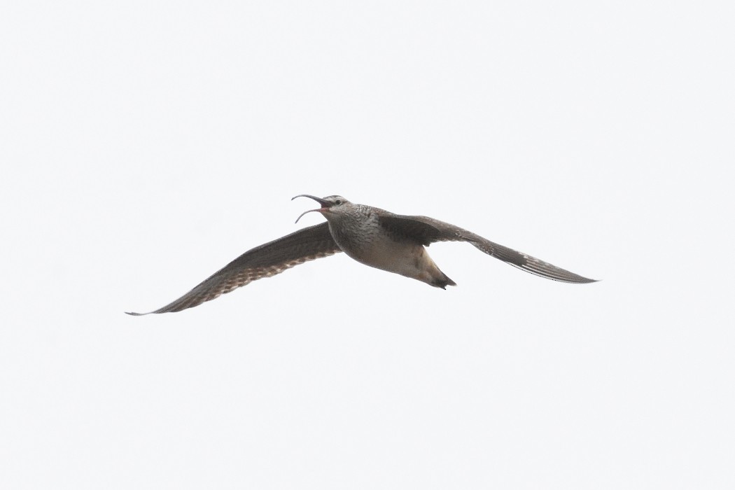 Bristle-thighed Curlew - ML620609458