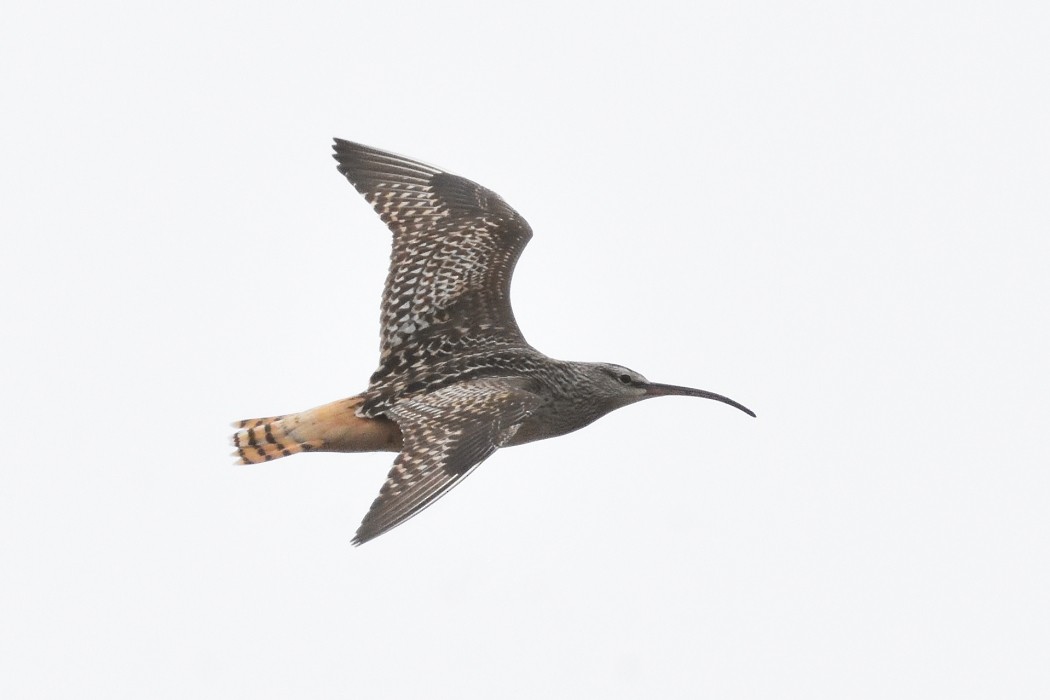 Bristle-thighed Curlew - ML620609460