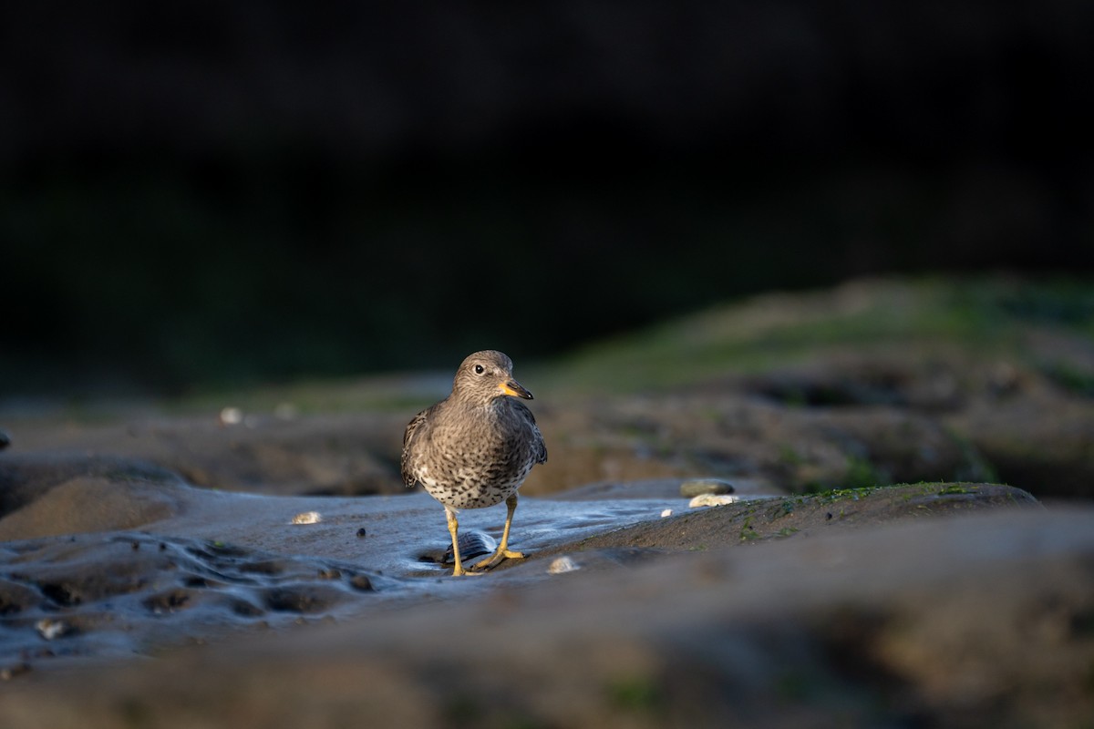 Surfbird - ML620609462