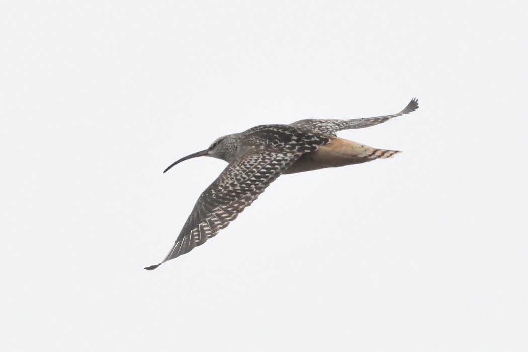 Bristle-thighed Curlew - ML620609464