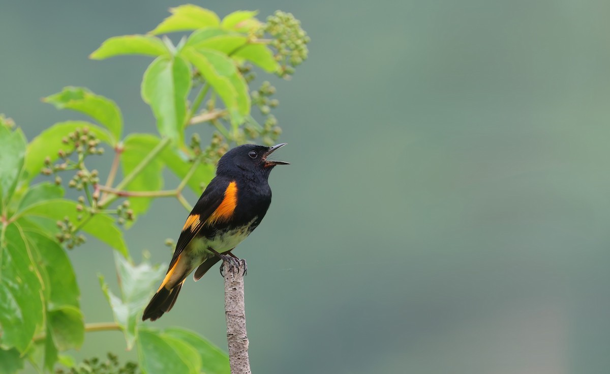 American Redstart - ML620609467