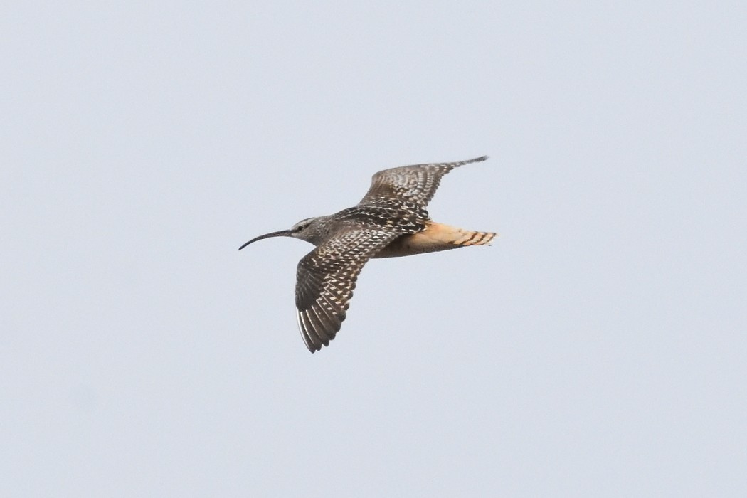 Bristle-thighed Curlew - ML620609468