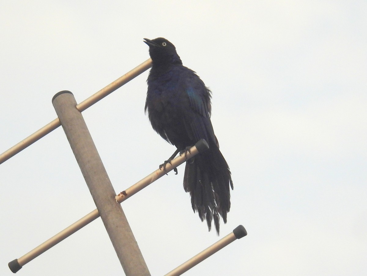 Rüppell's Starling - ML620609469