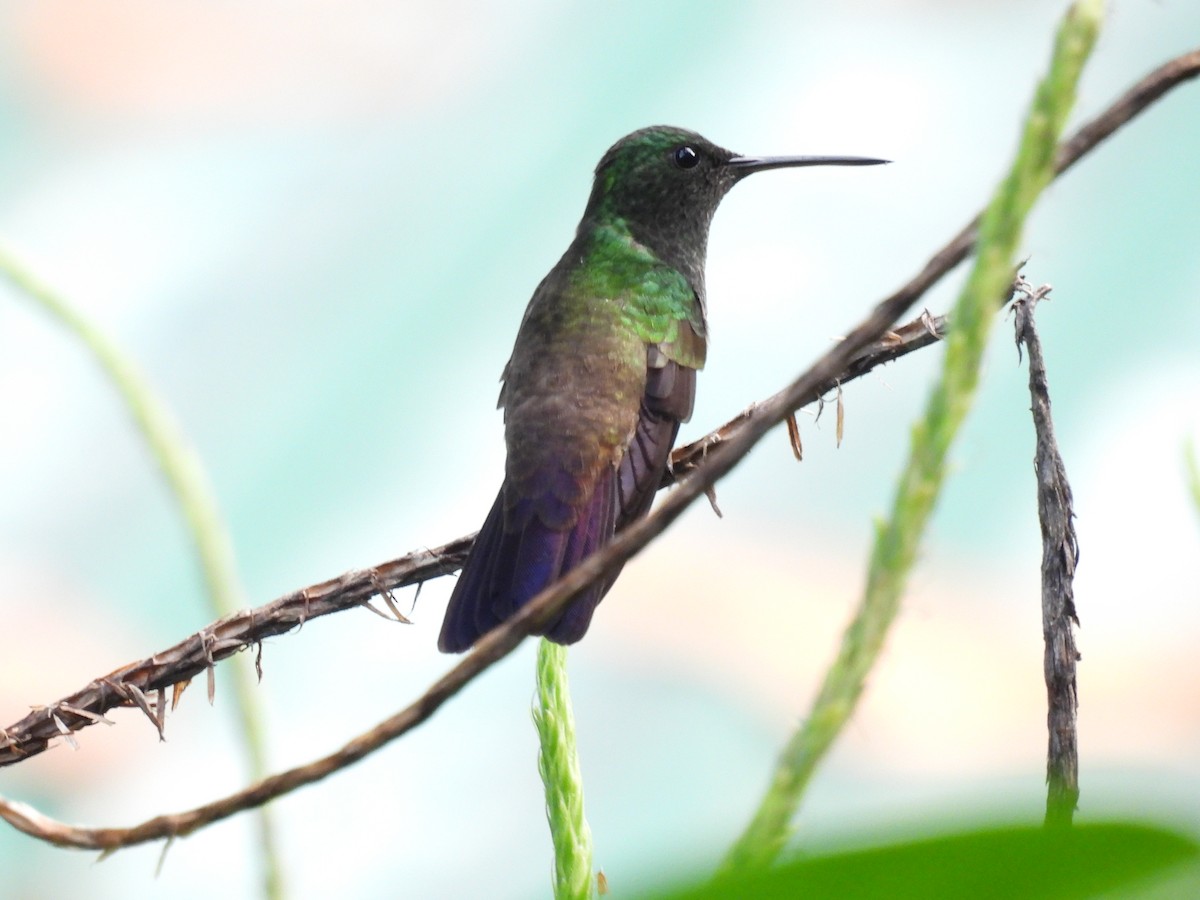 Green-bellied Hummingbird - ML620609475