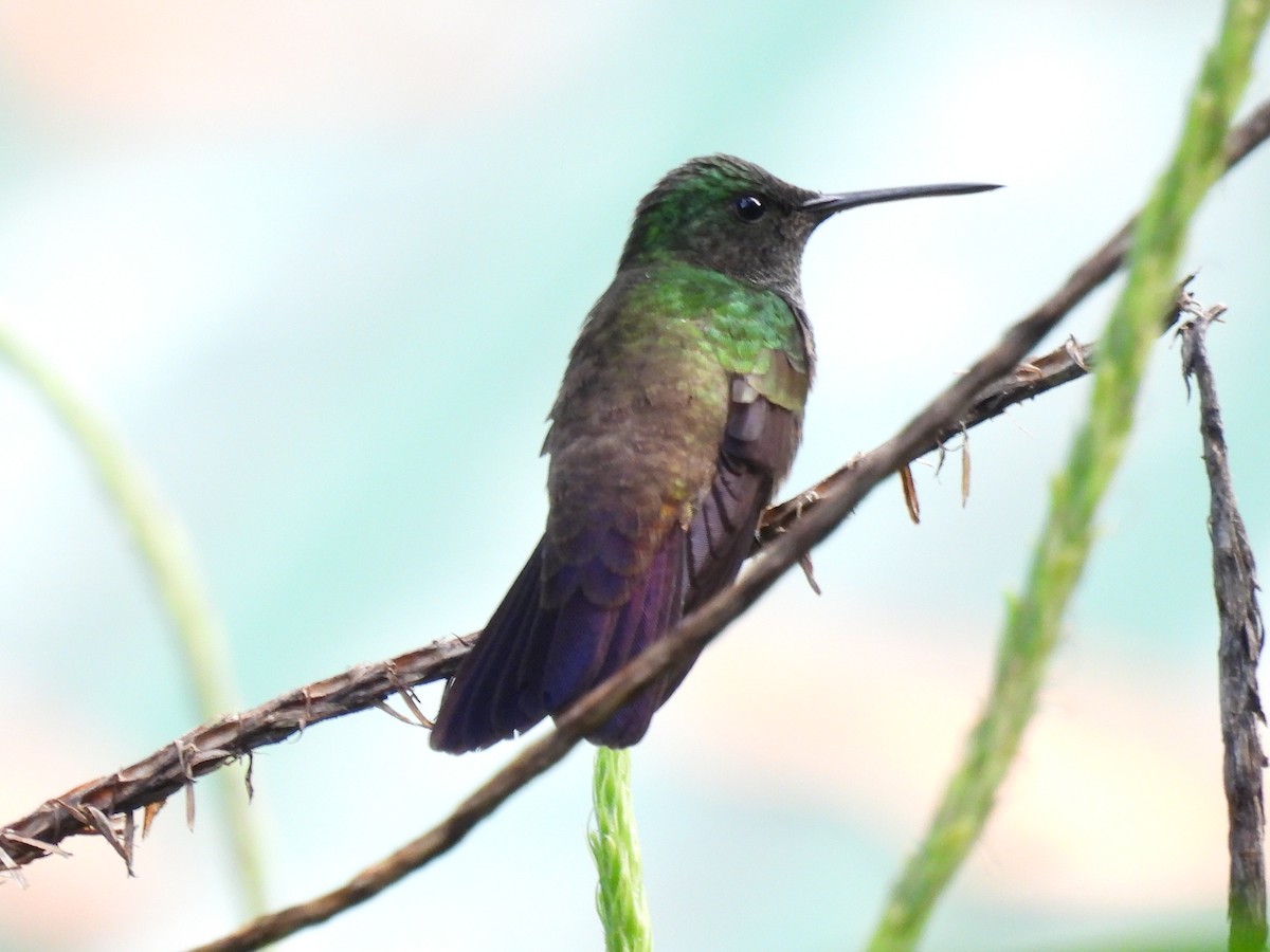 Green-bellied Hummingbird - ML620609476