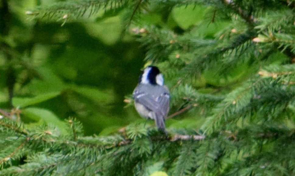 Coal Tit - ML620609482