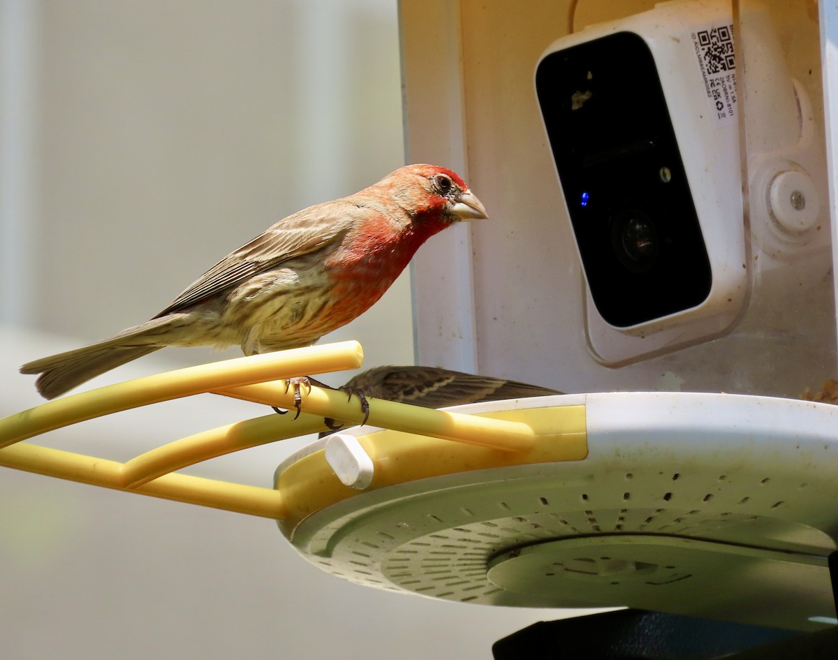 House Finch - ML620609492