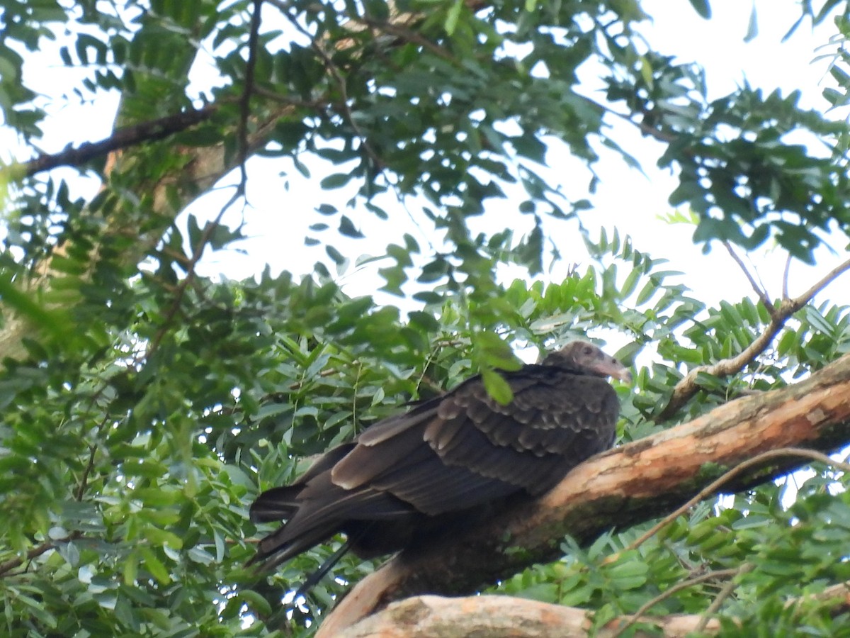 Turkey Vulture - ML620609494