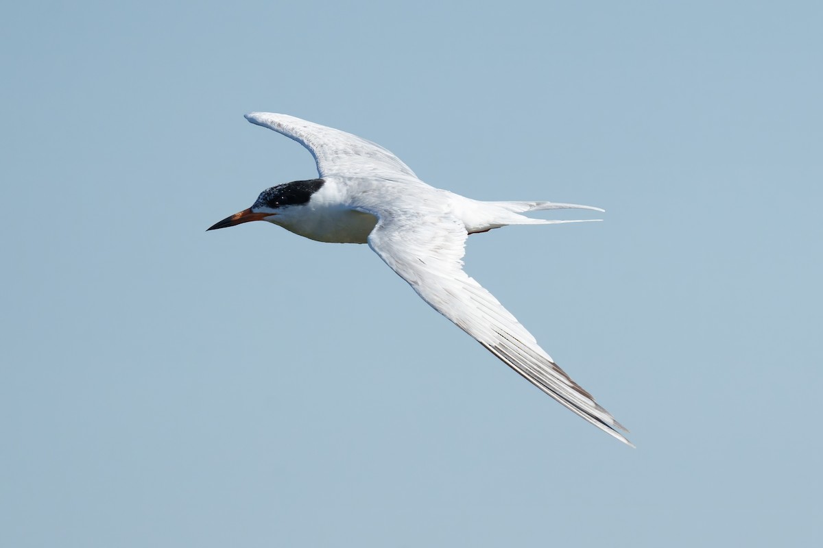 Forster's Tern - ML620609498