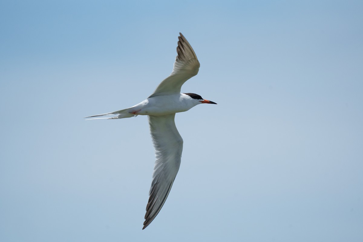 Forster's Tern - ML620609500