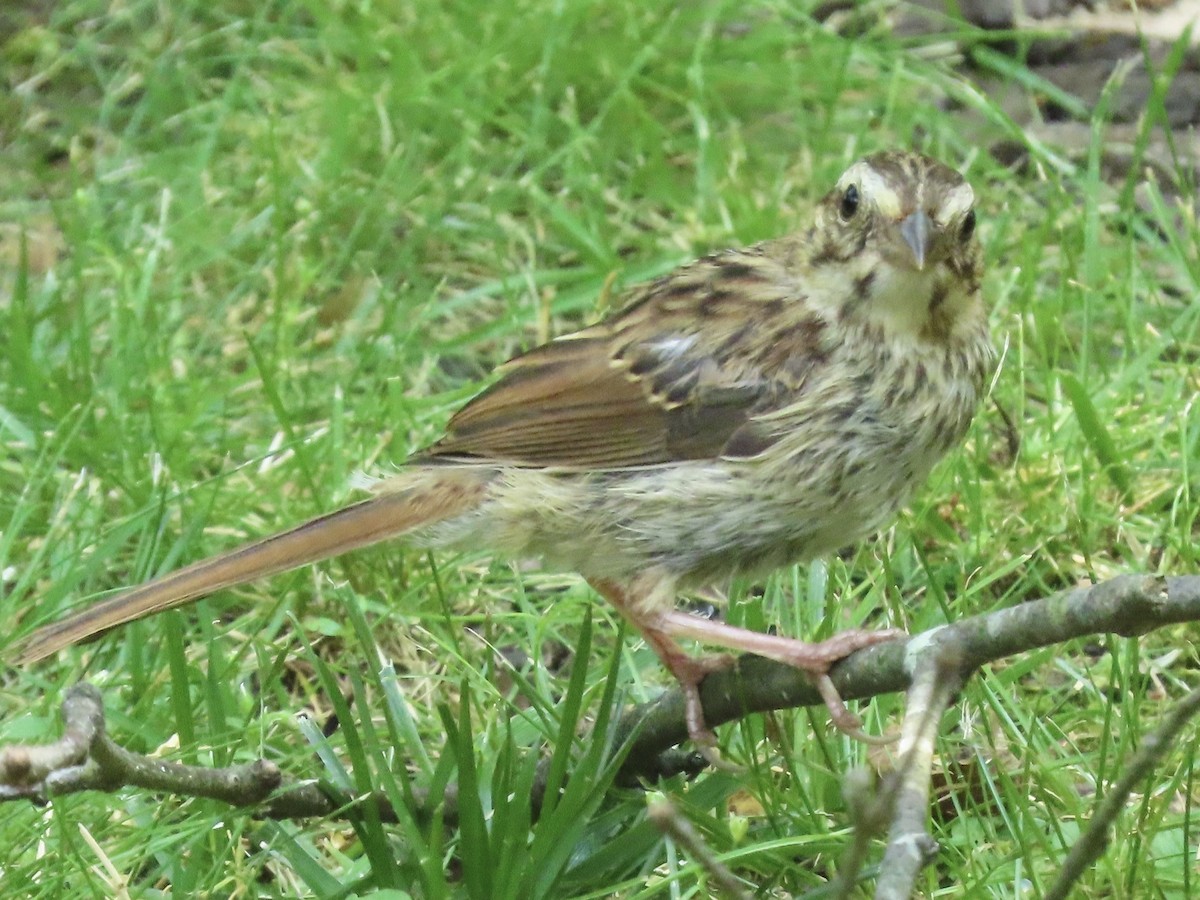 Song Sparrow - ML620609501