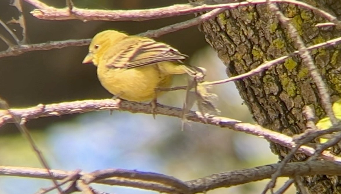 Lesser Goldfinch - ML620609504