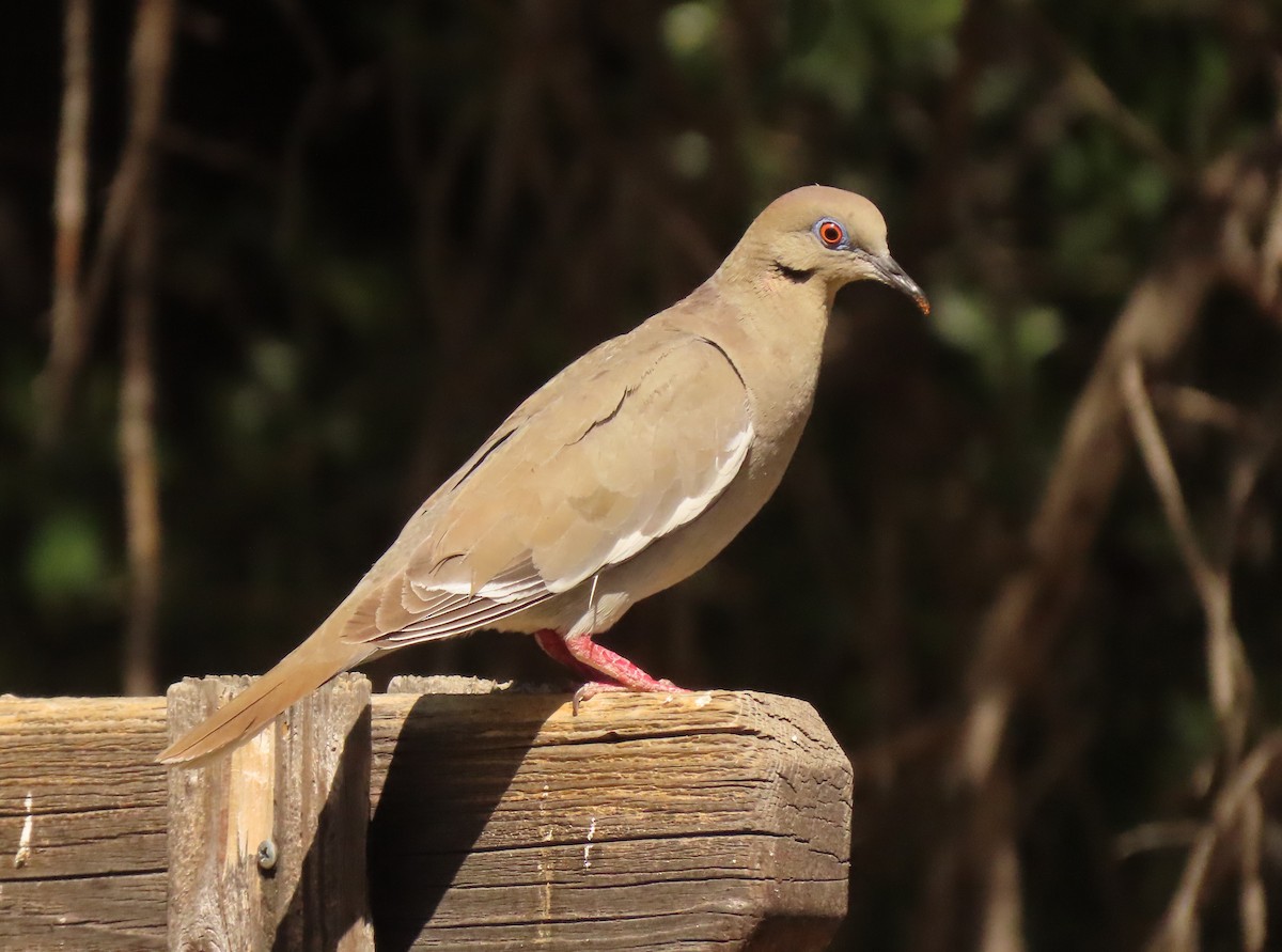 White-winged Dove - ML620609520