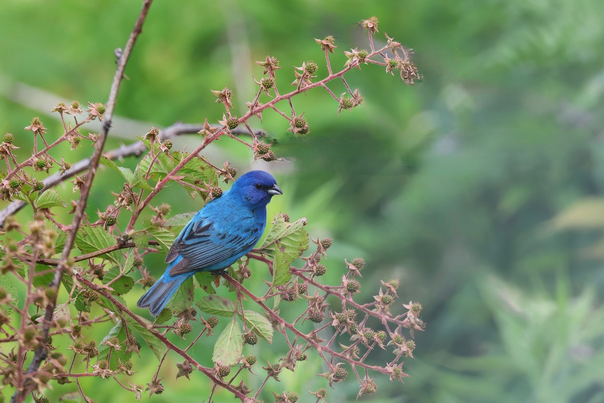 Passerin indigo - ML620609523