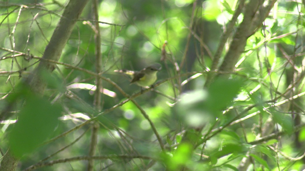 American Redstart - ML620609527