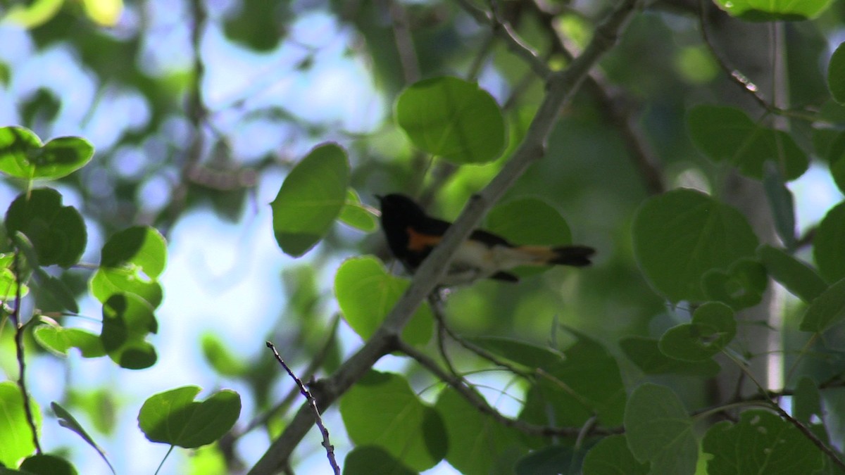 American Redstart - ML620609528