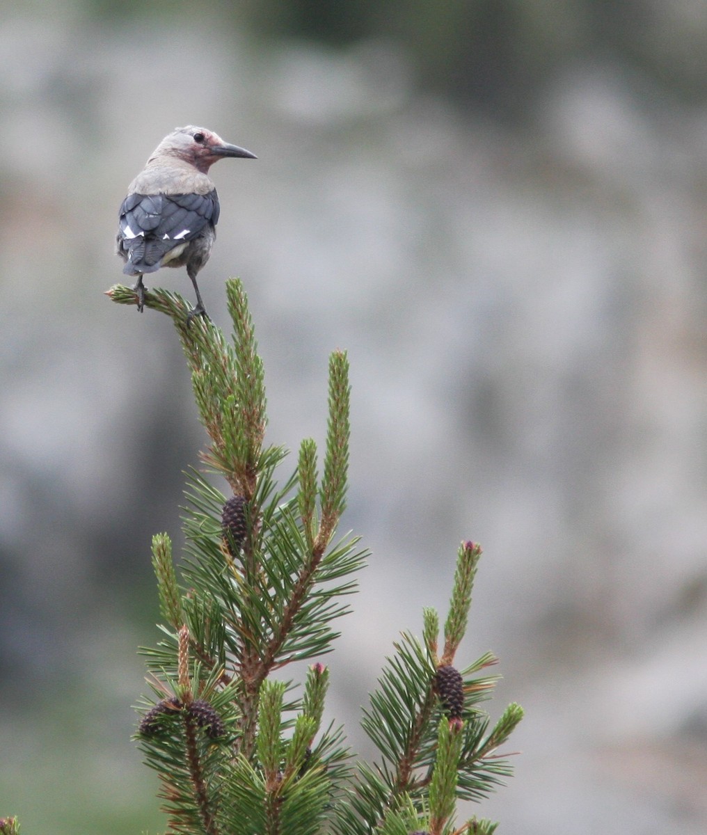 Clark's Nutcracker - ML620609532