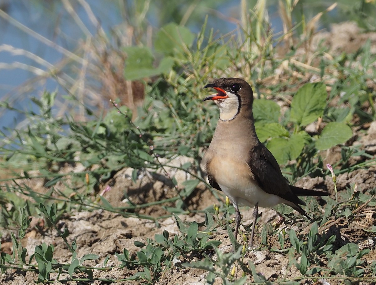 Collared Pratincole - ML620609558