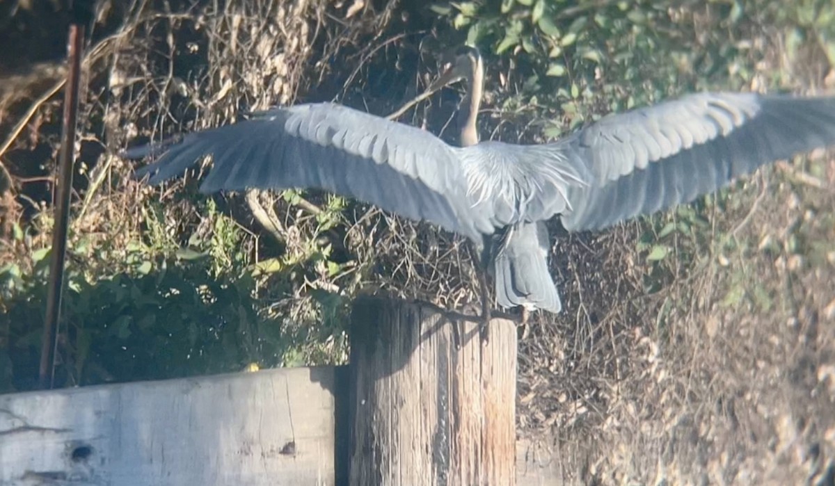 Great Blue Heron - ML620609561