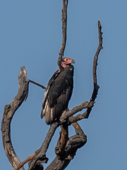 Red-headed Vulture - ML620609564