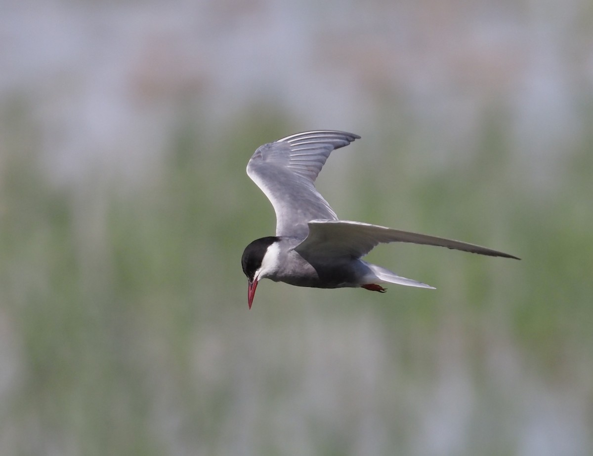 Whiskered Tern - ML620609566