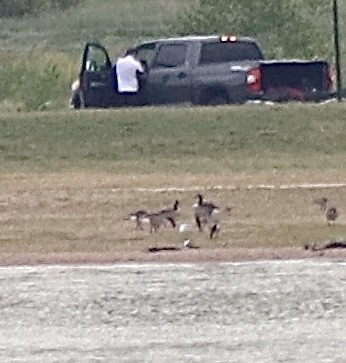 Laughing Gull - ML620609588