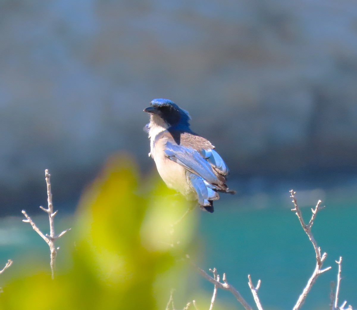 Island Scrub-Jay - ML620609589