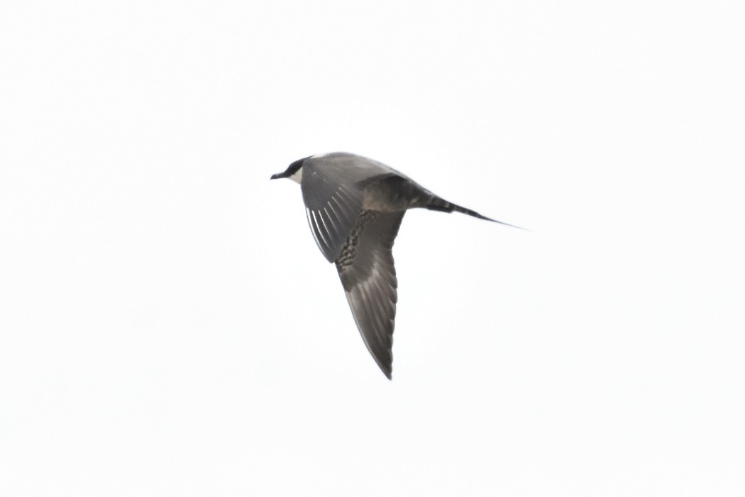 Long-tailed Jaeger - ML620609590