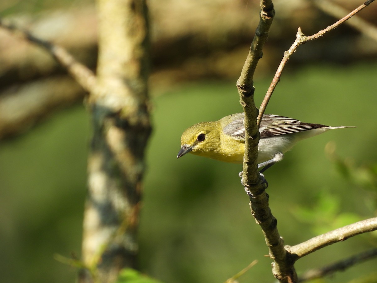 Viréo à gorge jaune - ML620609591