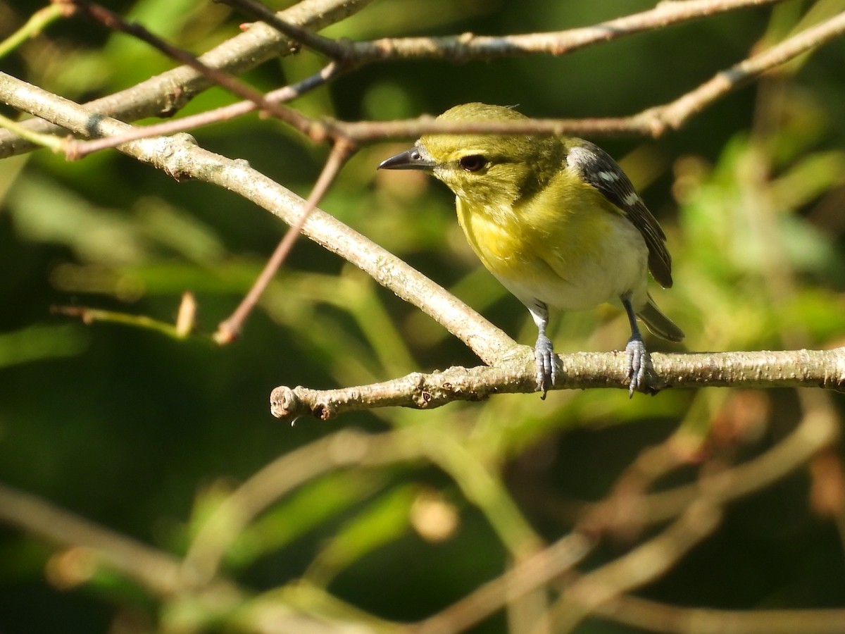 Viréo à gorge jaune - ML620609592