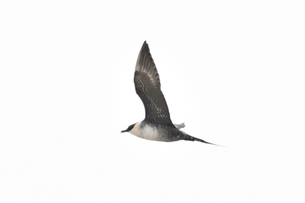 Long-tailed Jaeger - ML620609593