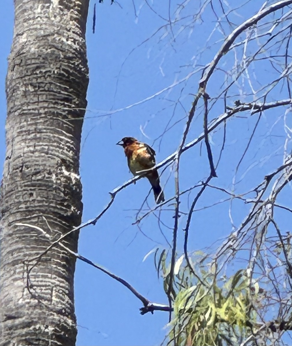 Black-headed Grosbeak - ML620609595