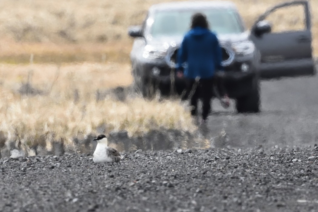 Long-tailed Jaeger - ML620609596