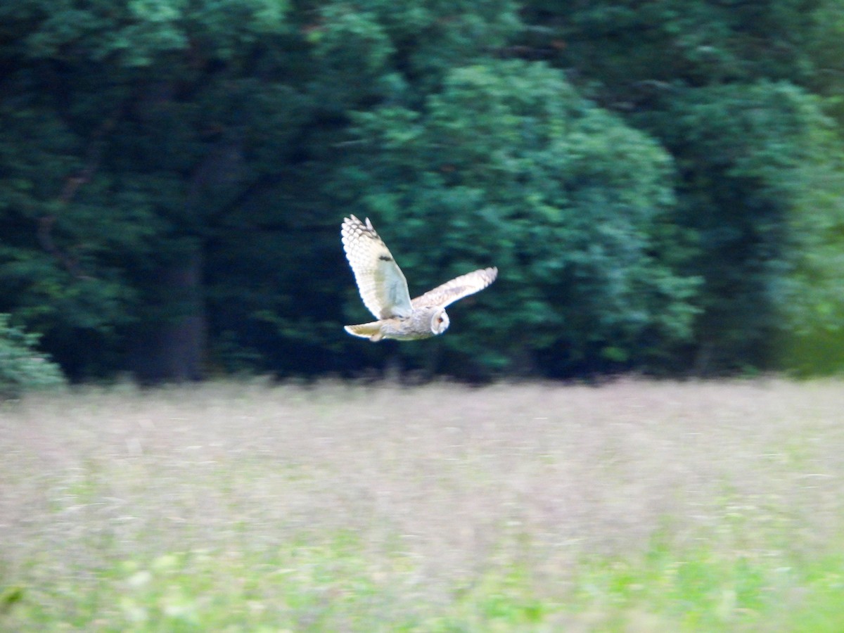 Short-eared Owl - ML620609598