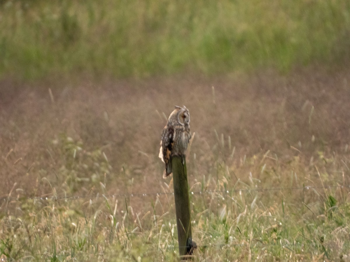 Short-eared Owl - ML620609601