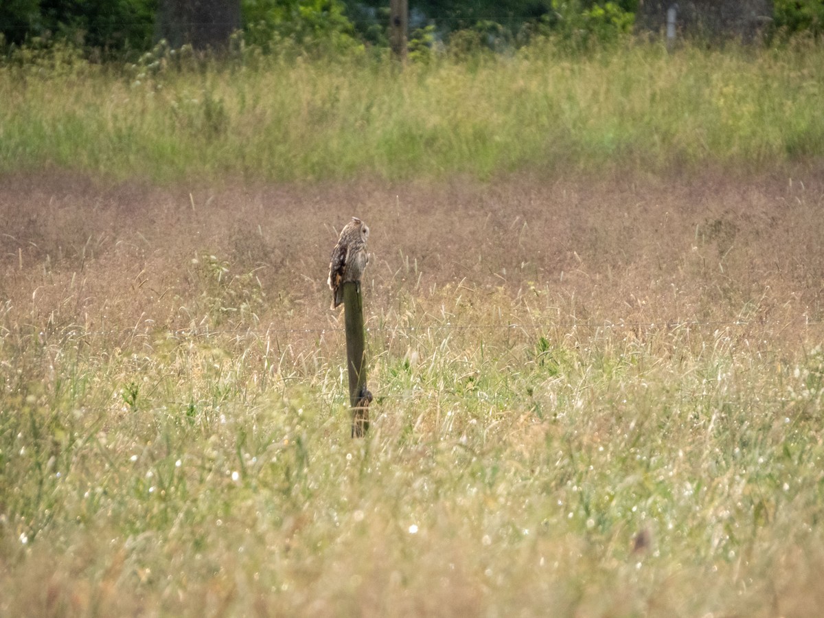 Short-eared Owl - ML620609602