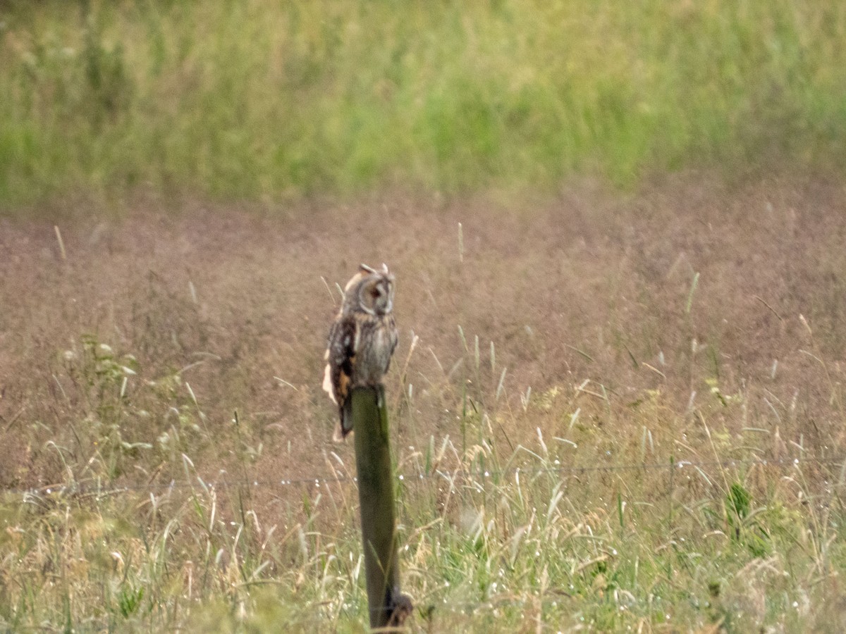 Short-eared Owl - ML620609603