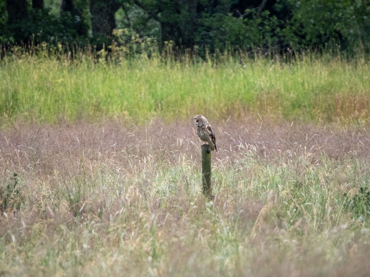 Short-eared Owl - ML620609604