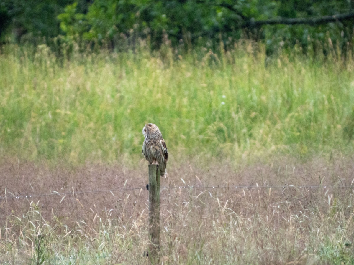 Short-eared Owl - ML620609605