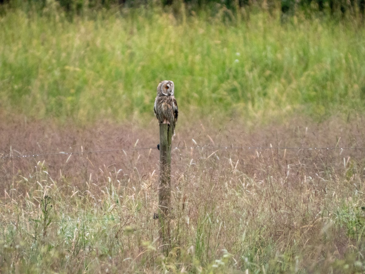 Hibou des marais - ML620609606