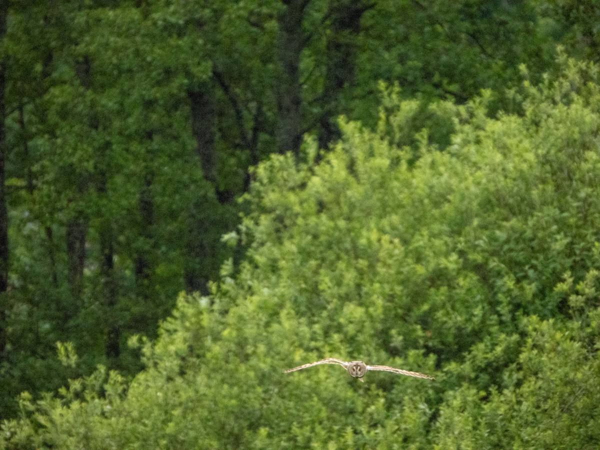 Short-eared Owl - ML620609607