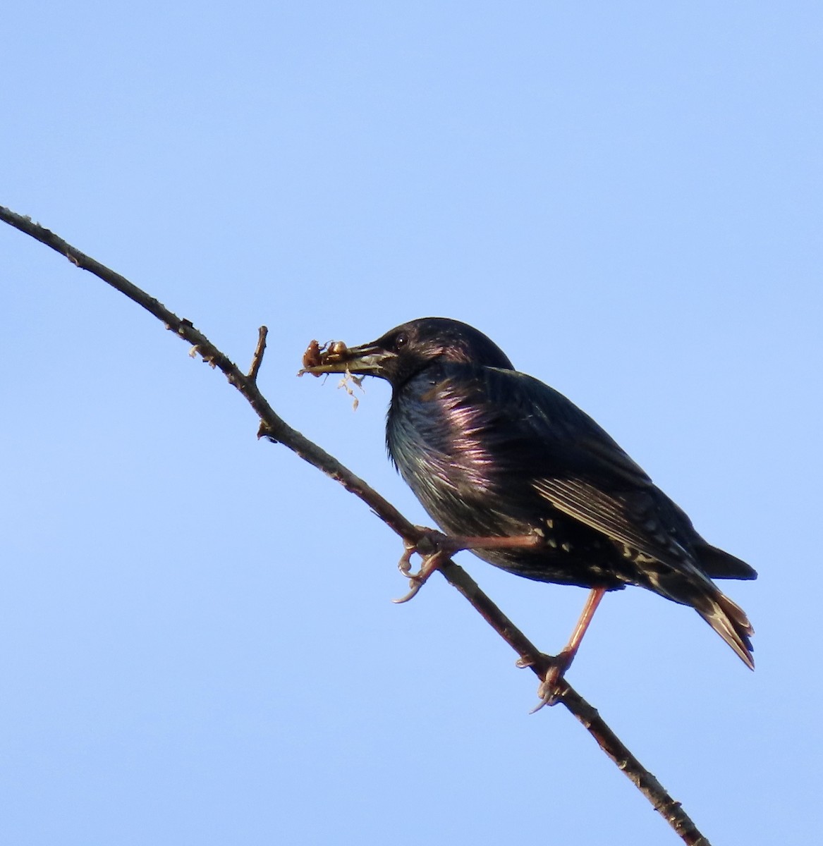 European Starling - ML620609614