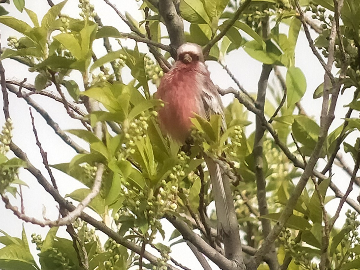 Long-tailed Rosefinch - ML620609621