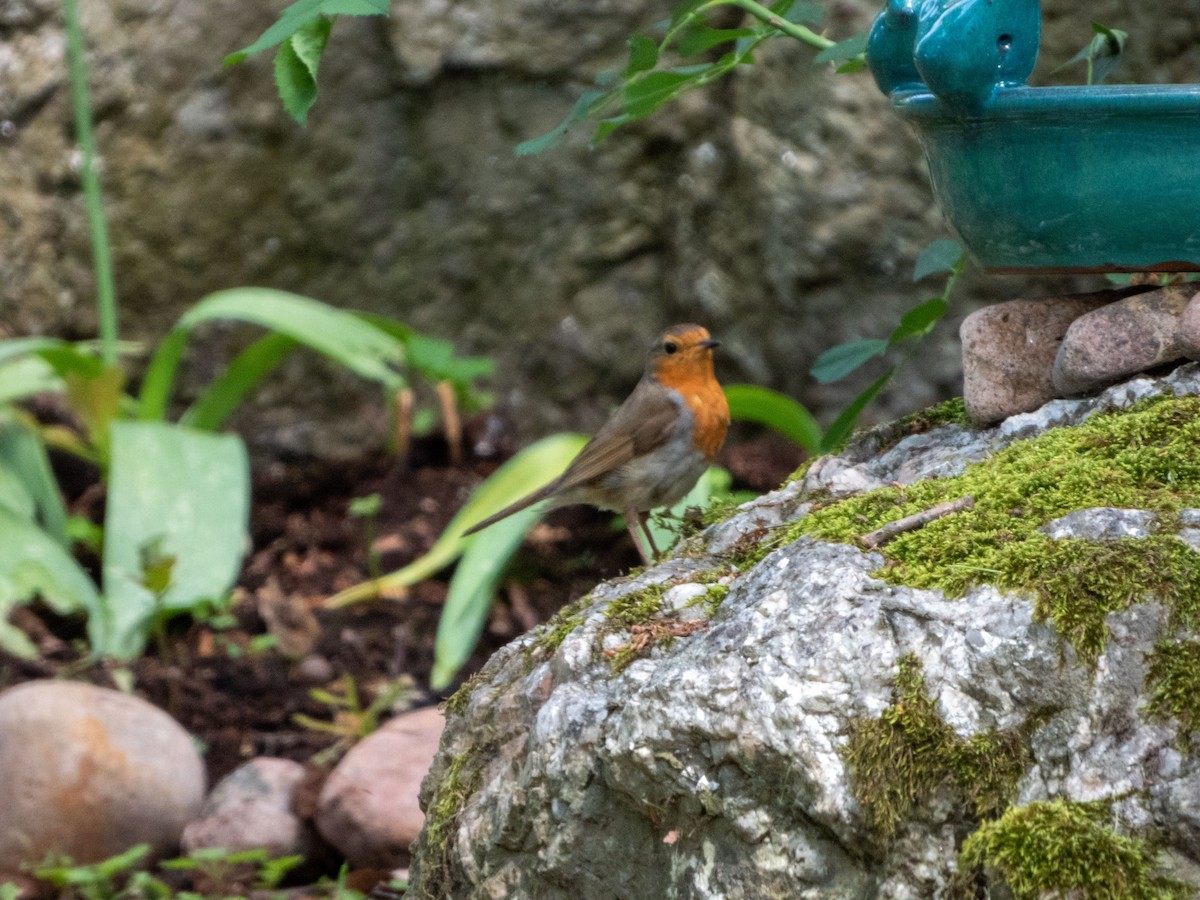 European Robin - ML620609622