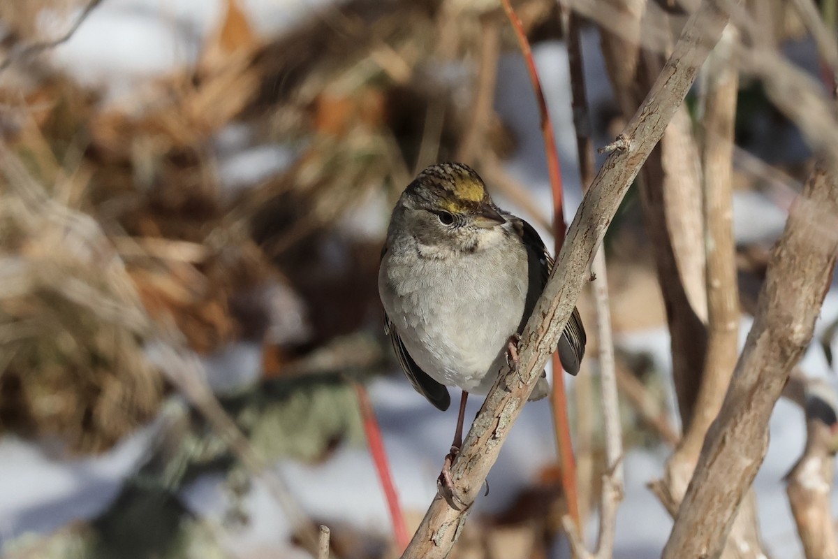 Golden-crowned Sparrow - ML620609623