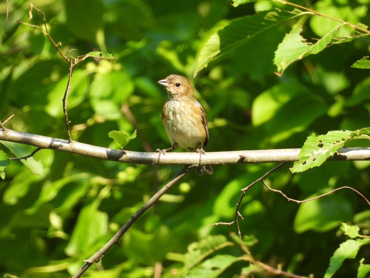 Indigo Bunting - ML620609624