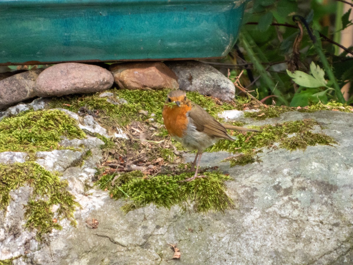 European Robin - ML620609626