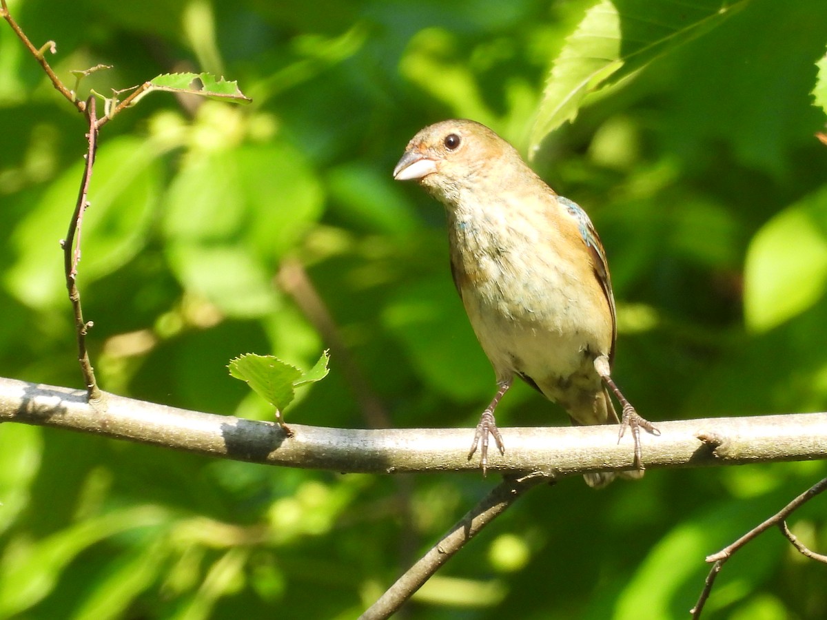 Passerin indigo - ML620609628