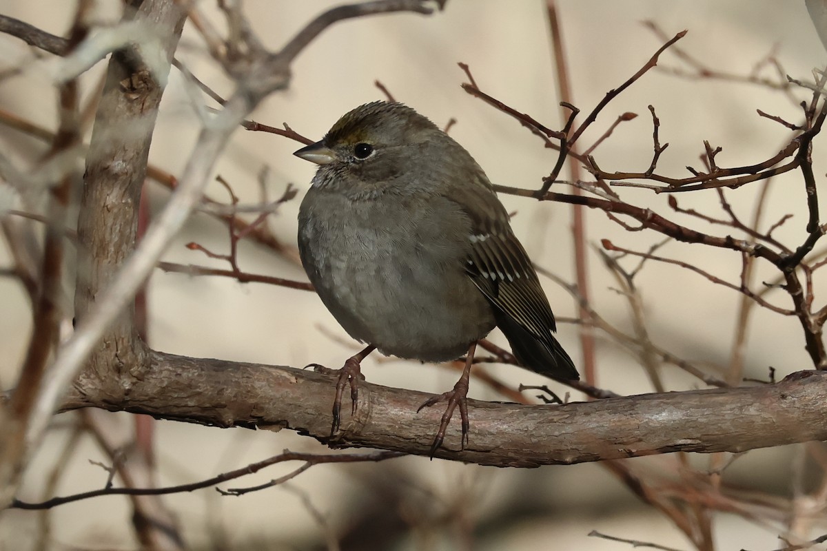 Golden-crowned Sparrow - ML620609630